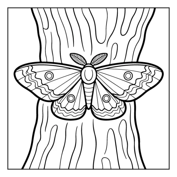 Desenhos de Animais da Floresta para colorir 7