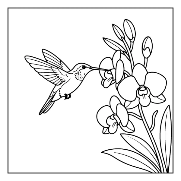 Desenhos de Beija-Flor para colorir 15