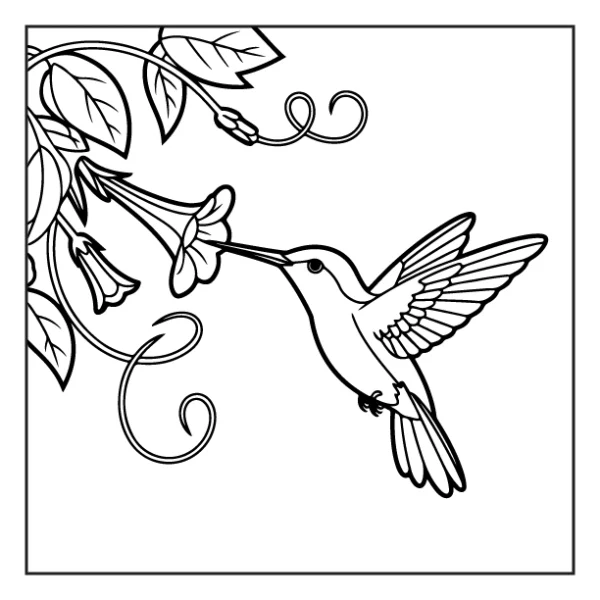 Desenhos de Beija-Flor para colorir 27