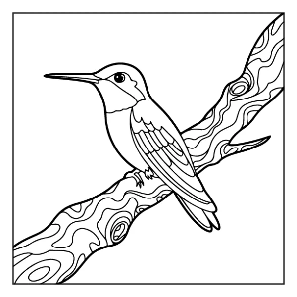 Desenhos de Beija-Flor para colorir 39
